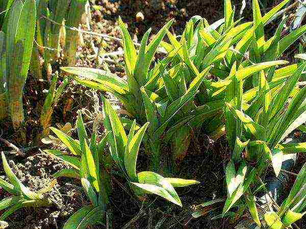 daylily planting and care in the open field in the Urals