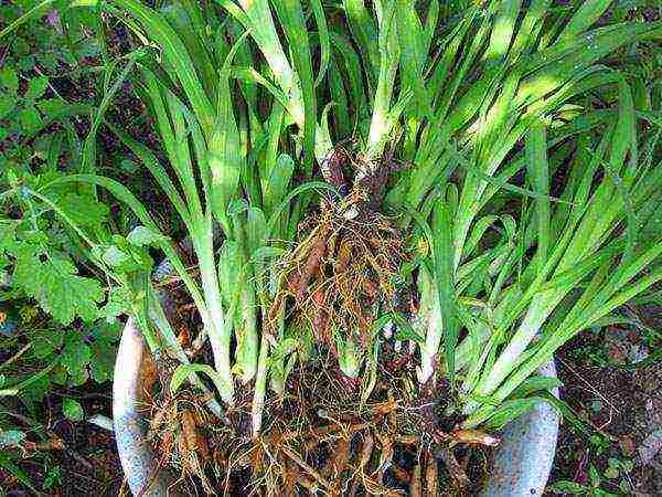 daylily planting and care in the open field in the Urals