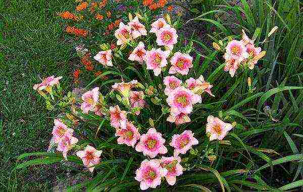 daylily na pagtatanim at pangangalaga sa bukas na bukid sa Urals