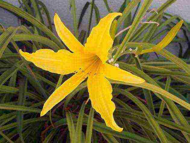 lilies planting and care in the open field in autumn in Siberia