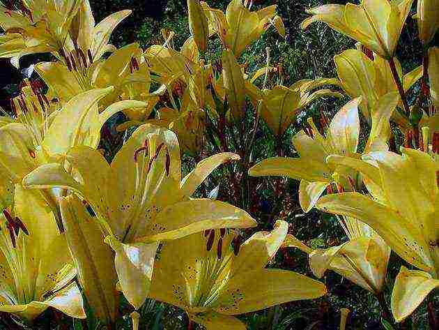 lilies planting and care in the open field in autumn in Siberia