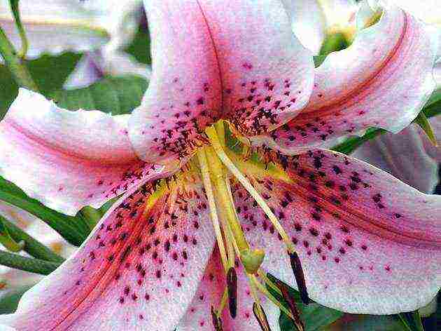 lilies planting and care in the open field in autumn in Siberia