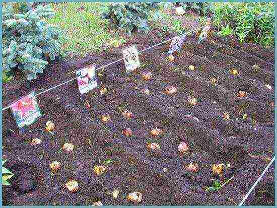 lilies planting and care in the open field in autumn in Siberia