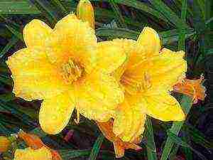 lilies planting and care in the open field in autumn in Siberia