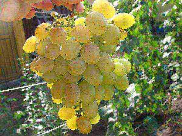 top 10 grape varieties