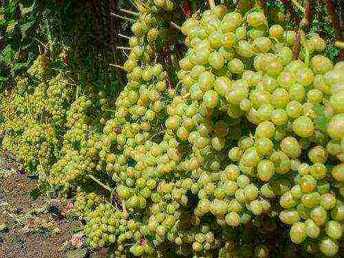 nangungunang 10 mga varieties ng ubas