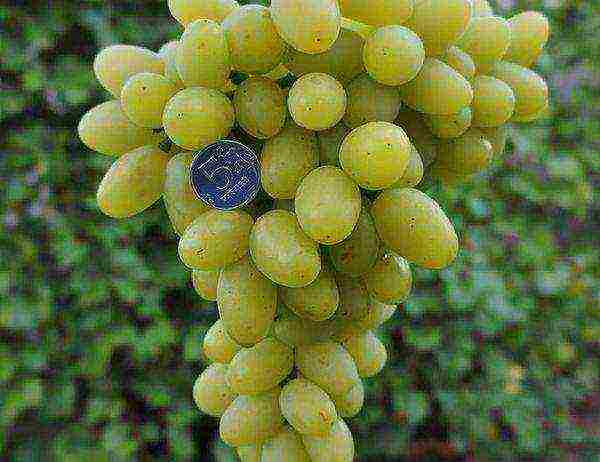 top 10 grape varieties