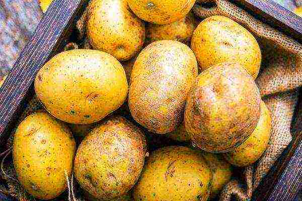 the best potato varieties