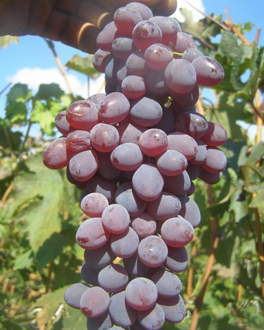 the best kishmish grape varieties grown in Ukraine