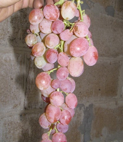 the best kishmish grapes grown in Ukraine