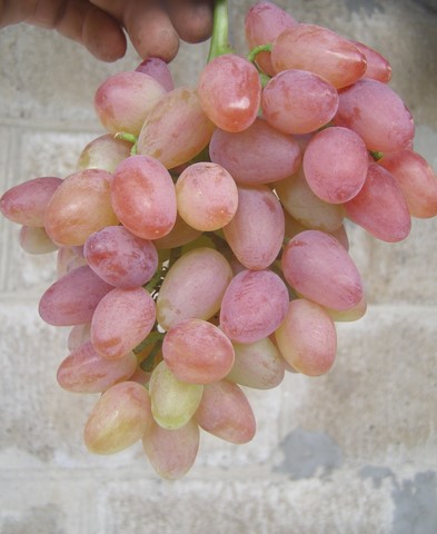 the best kishmish grapes grown in Ukraine