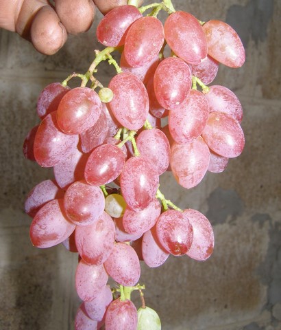 the best kishmish grapes grown in Ukraine