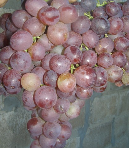 the best kishmish grapes grown in Ukraine