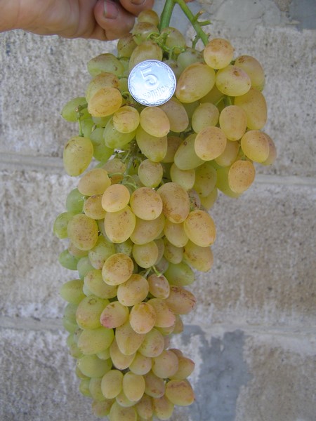 the best kishmish grapes grown in Ukraine