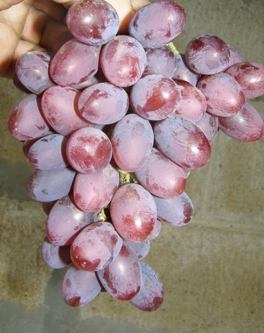 the best kishmish grapes grown in Ukraine