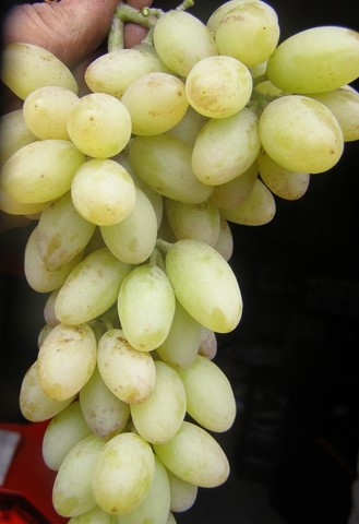 the best kishmish grapes grown in Ukraine