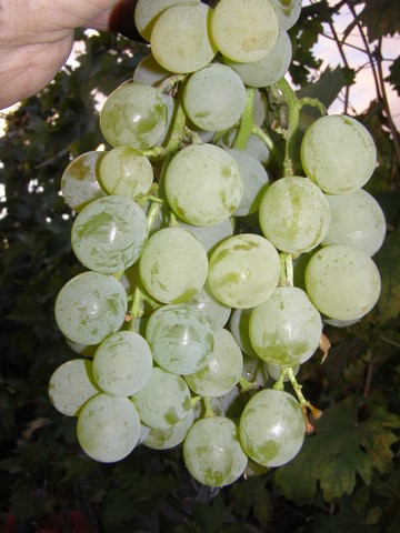 the best kishmish grapes grown in Ukraine