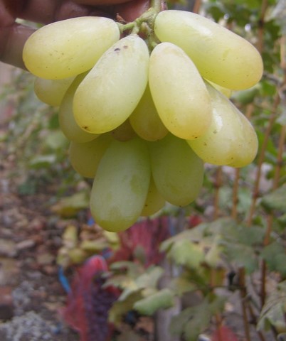 the best kishmish grapes grown in Ukraine