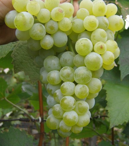 the best kishmish grapes grown in Ukraine