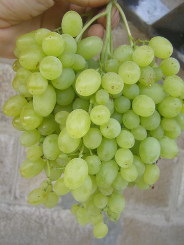 the best kishmish grapes grown in Ukraine