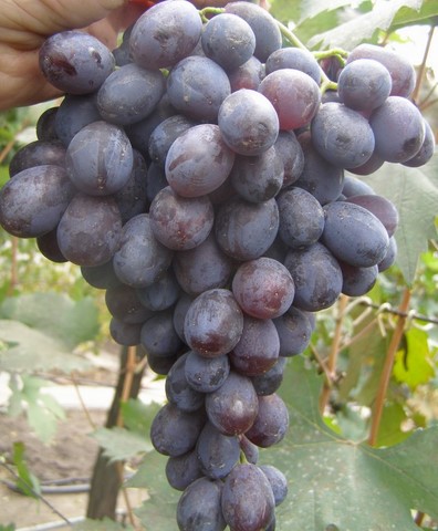 the best kishmish grapes grown in Ukraine