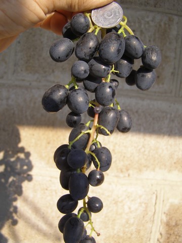 the best kishmish grapes grown in Ukraine