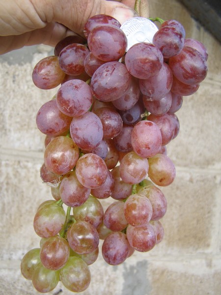 the best kishmish grapes grown in Ukraine