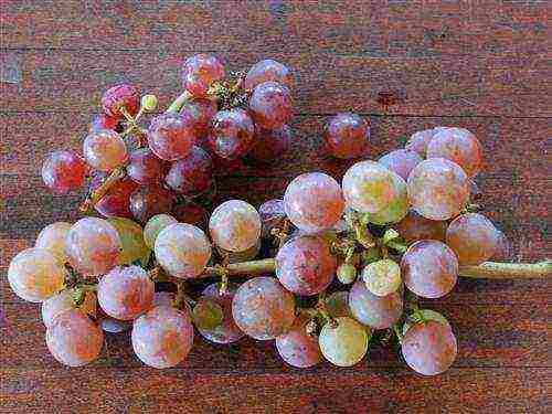 the best kishmish grapes grown in Ukraine