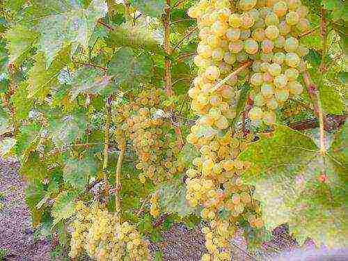 the best kishmish grapes grown in Ukraine