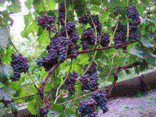 the best kishmish grapes grown in Ukraine