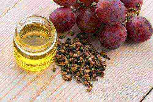 the best kishmish grape varieties grown in Ukraine