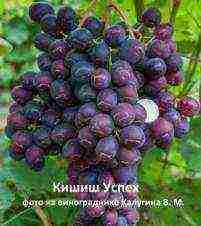 the best kishmish grapes grown in Ukraine