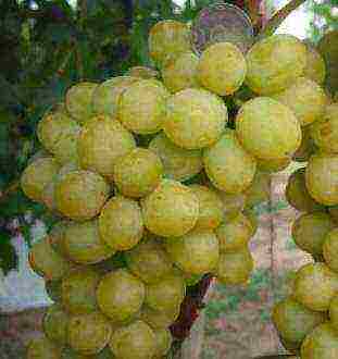 the best kishmish grapes grown in Ukraine