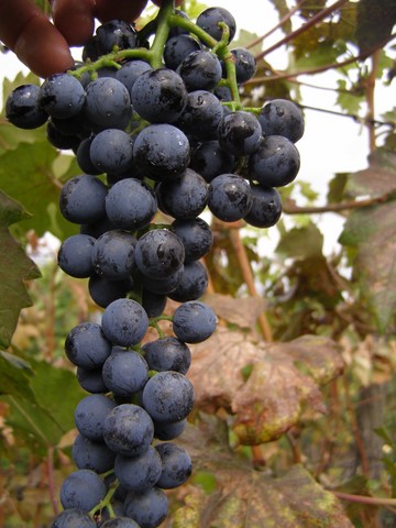 the best kishmish grapes grown in Ukraine