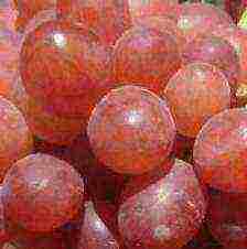 the best kishmish grapes grown in Ukraine