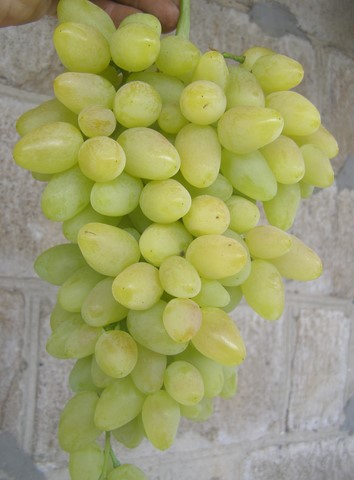 the best kishmish grapes grown in Ukraine