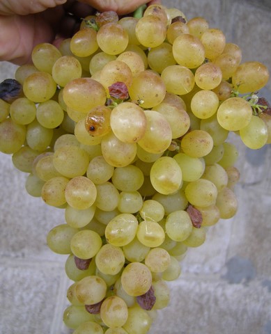 the best kishmish grapes grown in Ukraine