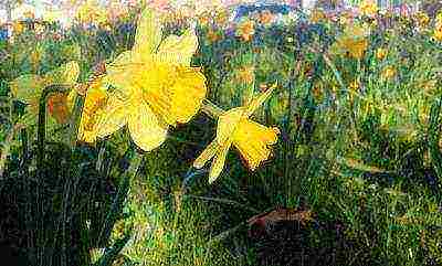 best daffodils varieties