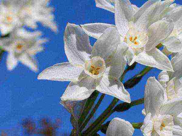 best daffodils varieties