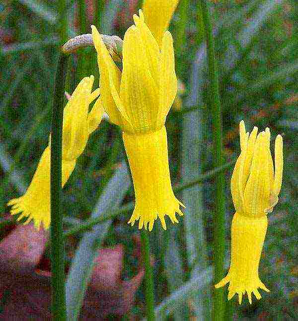 best daffodils varieties