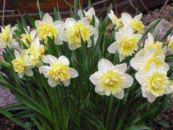 best daffodils varieties