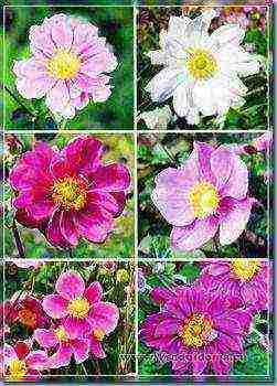 the best varieties of anemones