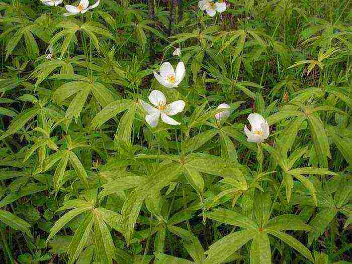 the best varieties of anemones