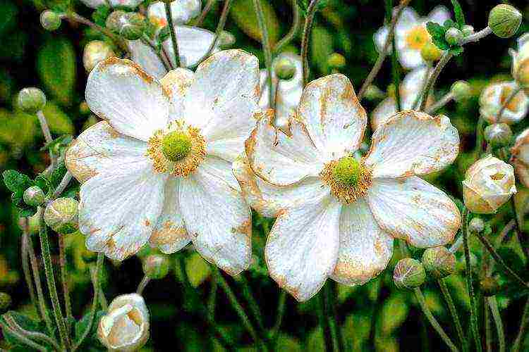 the best varieties of anemones