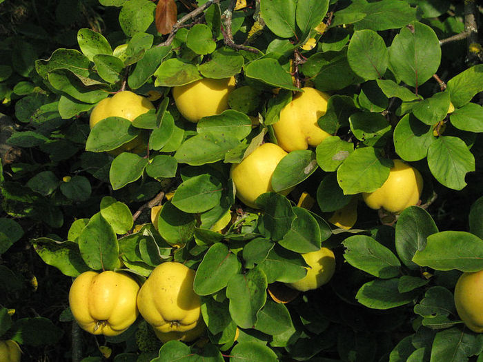 the best varieties of quince
