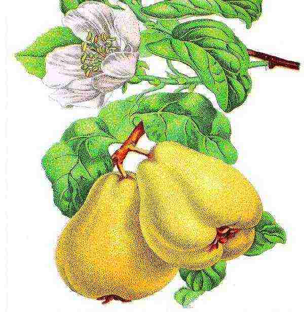 the best varieties of quince