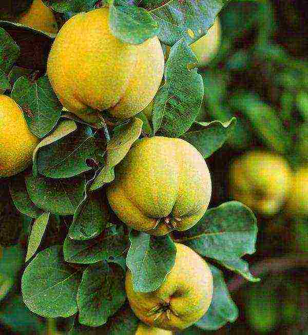 the best varieties of quince