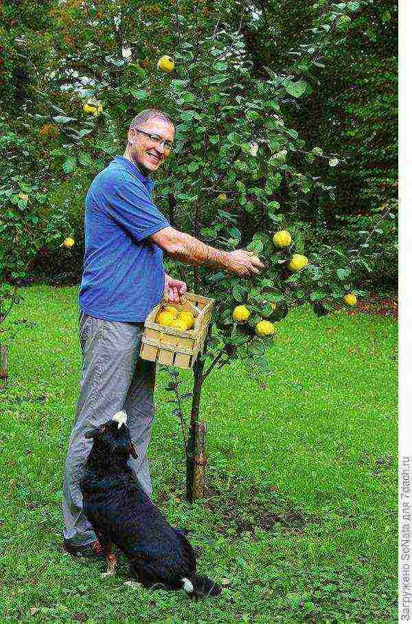 the best varieties of quince