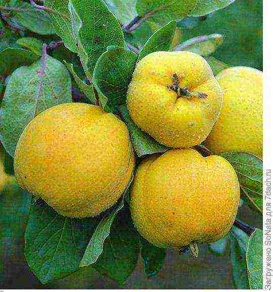 the best varieties of quince