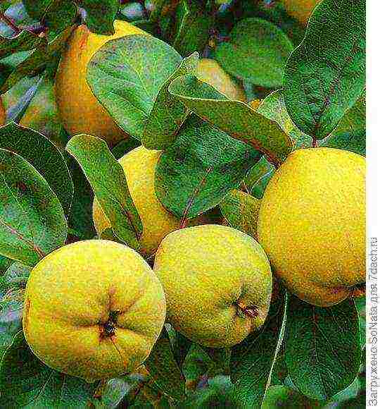 the best varieties of quince